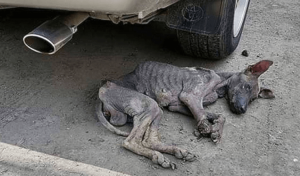 Sick And Starving Stray Dog Collapses On The Street As Rescuers Follow Her