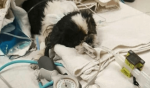 Vet Euthanizes Dog By Mistake Now She Fights To Survive Against All Odds