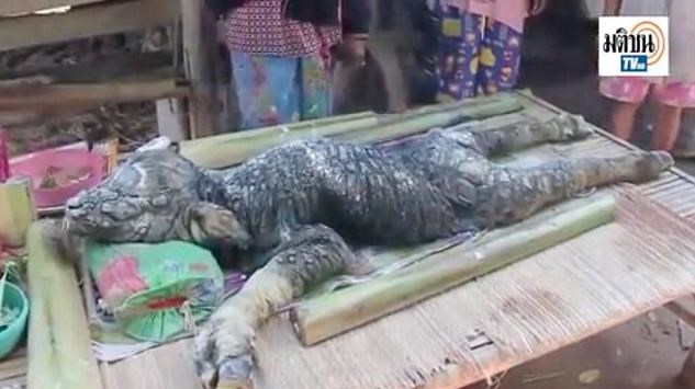 The strange beast, described as having a “crocodile head on a buffalo body”, was captured.