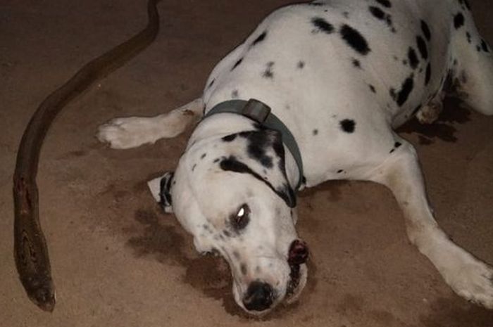 The dog risked its life to bite a snake to save its owner, but then it collapsed and was gone forever. – AmazingUnitedState.Com