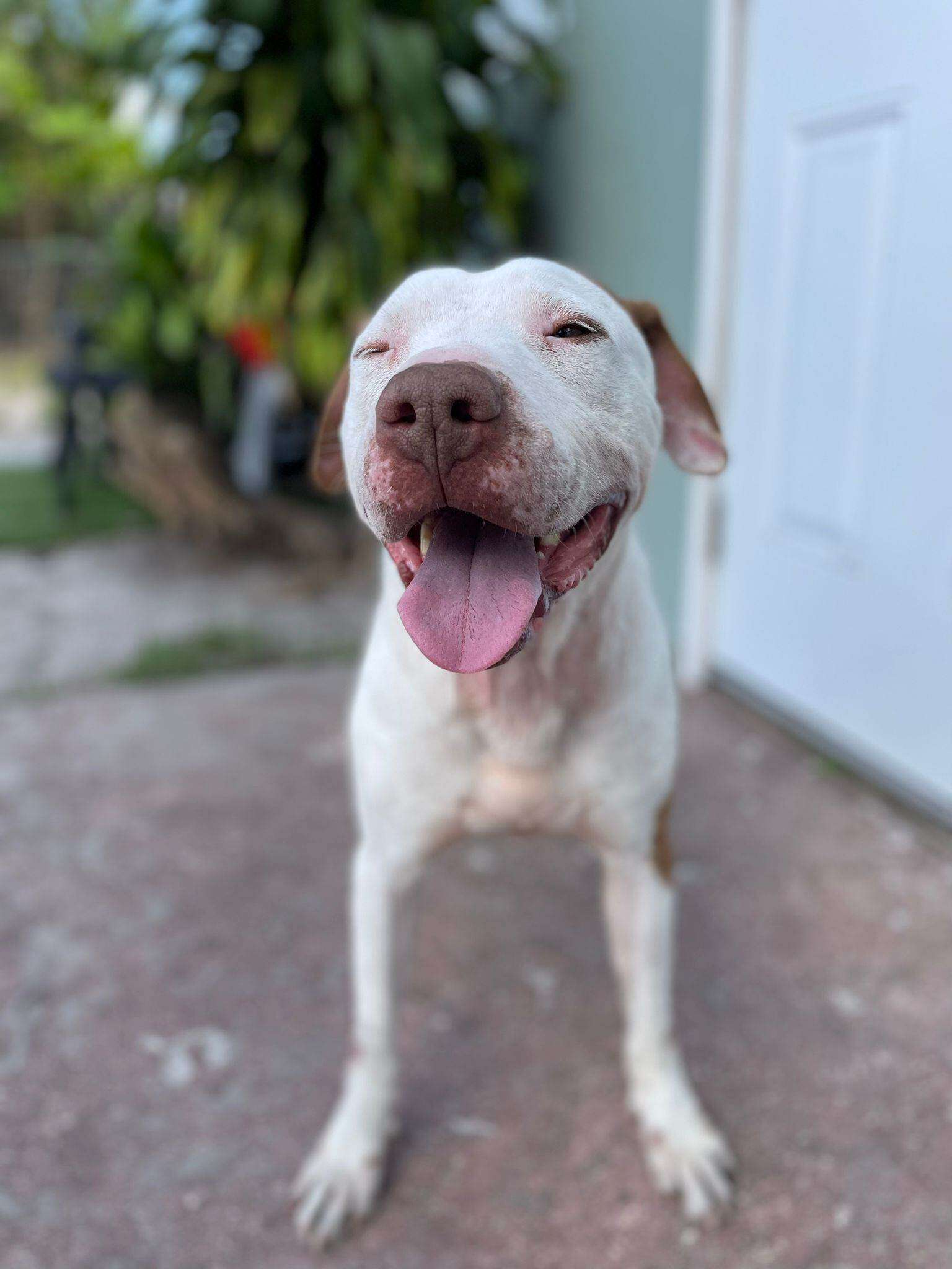 'Forgotten' Shelter Dog Has The Sweetest Reaction To Finally Being Shown Love