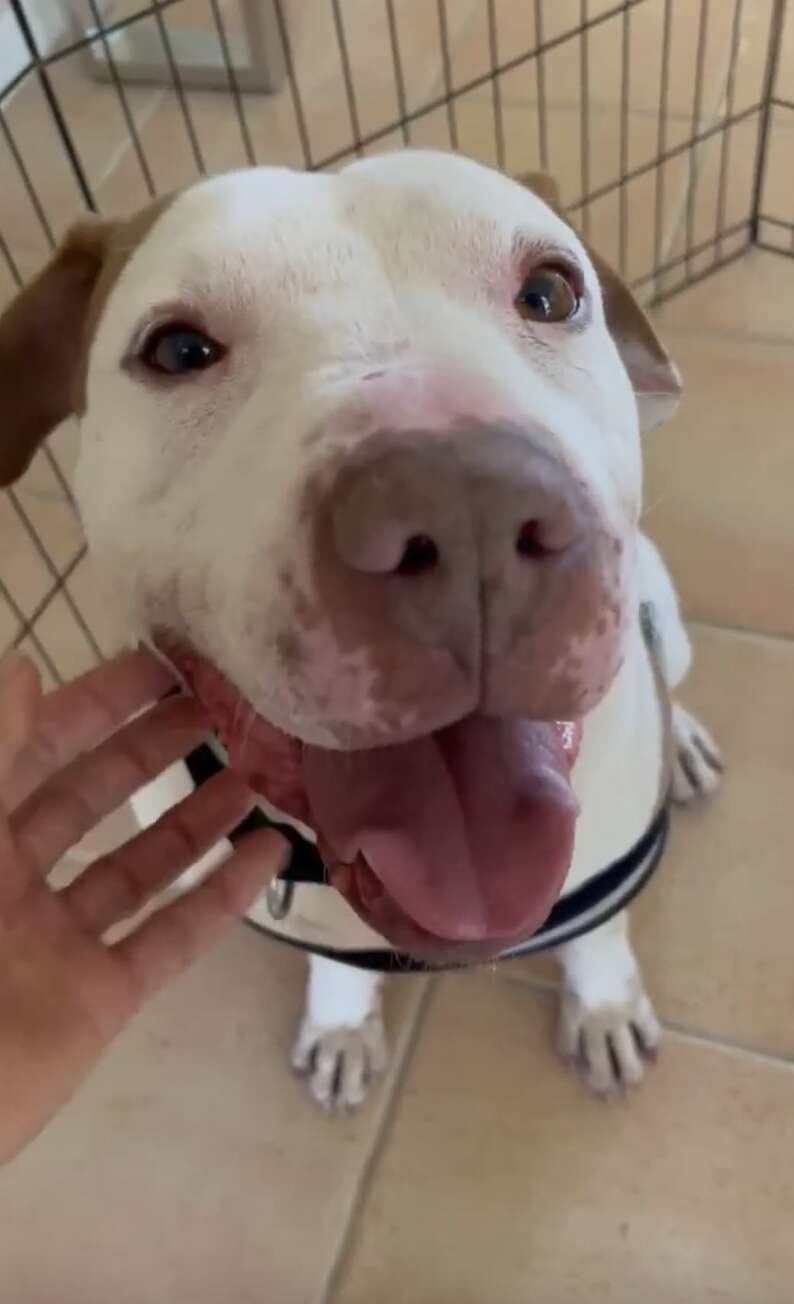 'Forgotten' Shelter Dog Has The Sweetest Reaction To Finally Being Shown Love