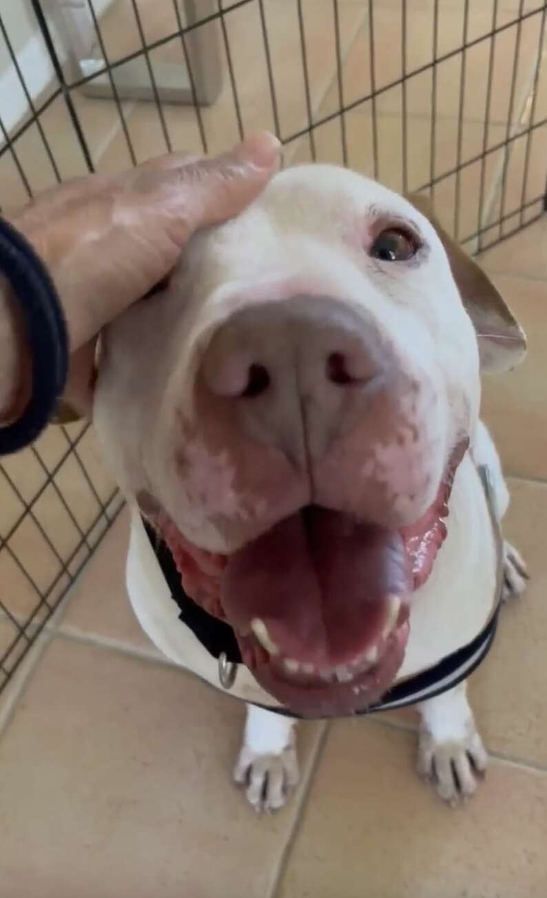 'Forgotten' Shelter Dog Has The Sweetest Reaction To Finally Being Shown Love