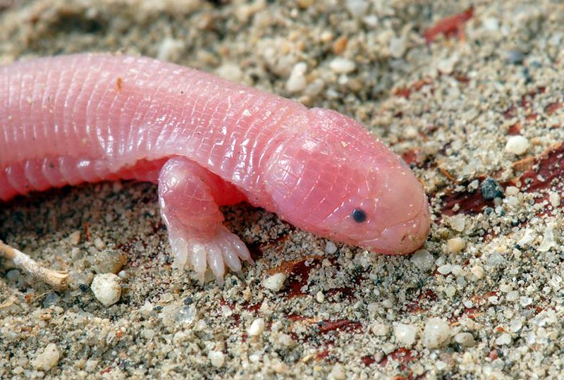 Video of a two-legged snake emerging from a rock baffles scientists. – AmazingUnitedState.Com