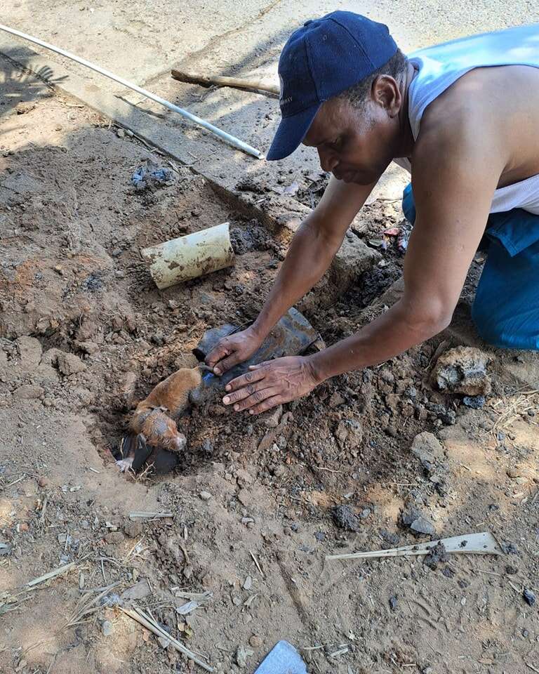 Rescuers Pulled A Puppy Out After Hearing Cries From A Sewer Pipe