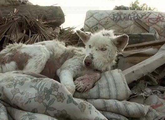 This Homeless Husky Collapses after living in a Garbage Dump outside of her City for Years