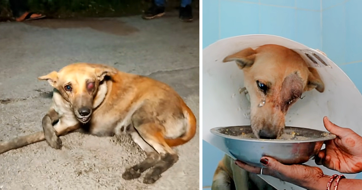 Street Dog With Ruptured Eye Learns What It’s Like To Feel Loved - Animal Blog