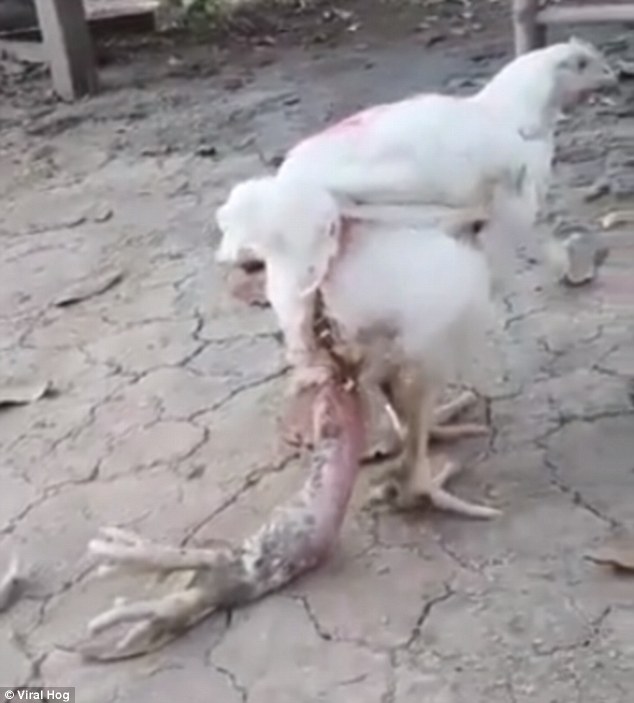 Strange 4-legged chicken was discovered and purebred by Thai people