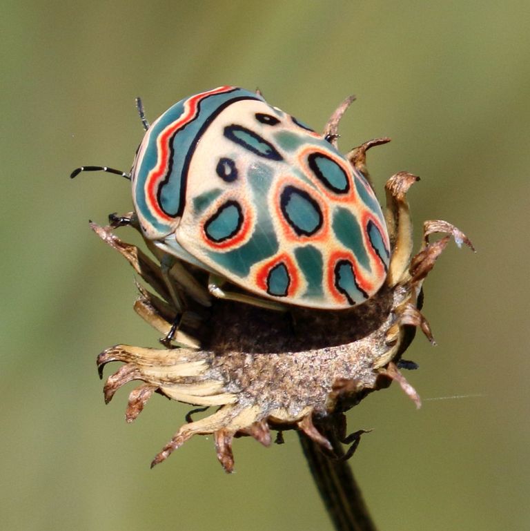 Be Amazed at the Splendour of Unusual Insects Discovered Across the Globe. – AmazingUnitedState.Com