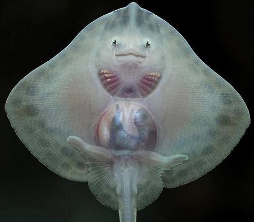 The stingray-like fish has a cute human face and wobbly legs (Video)