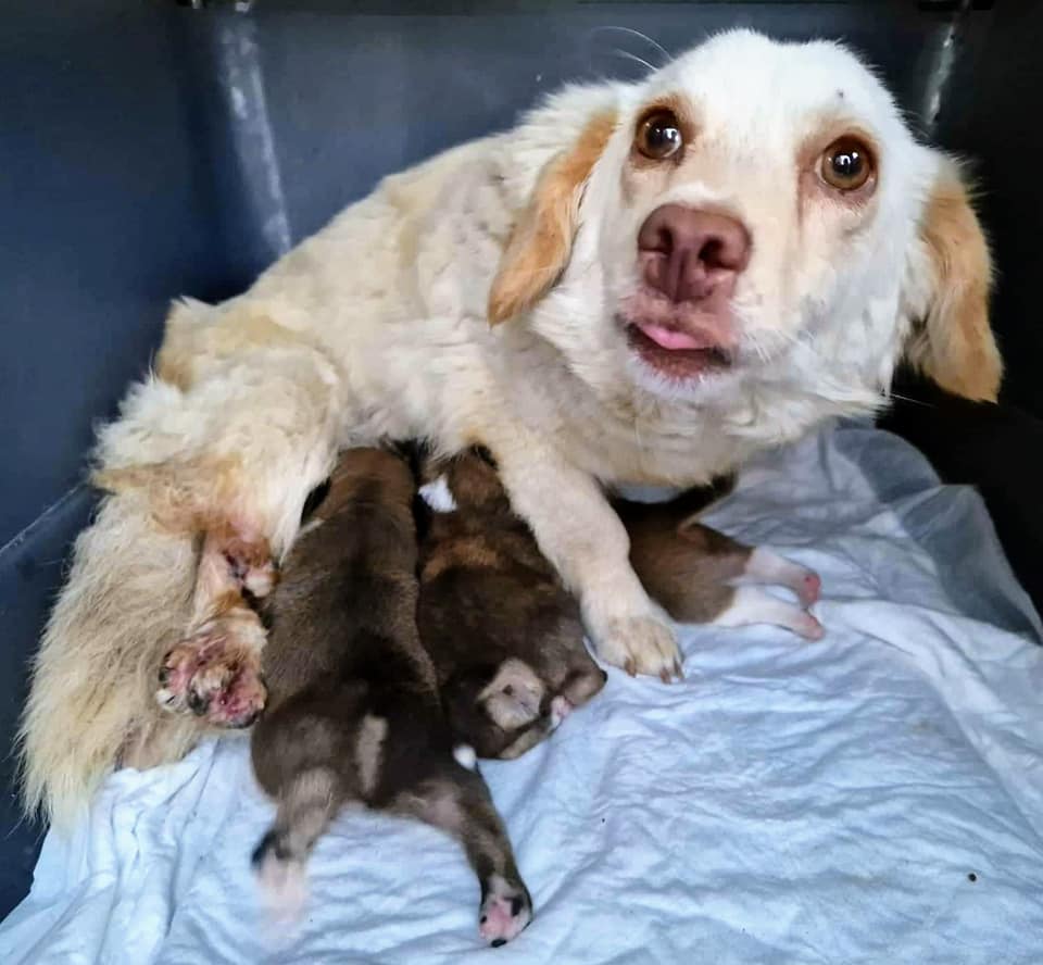 She’s Given Birth on The Concrete In Cold, Stray Mother Dog With Broken Legs Fighting To Save Her puppies - Animal Blog