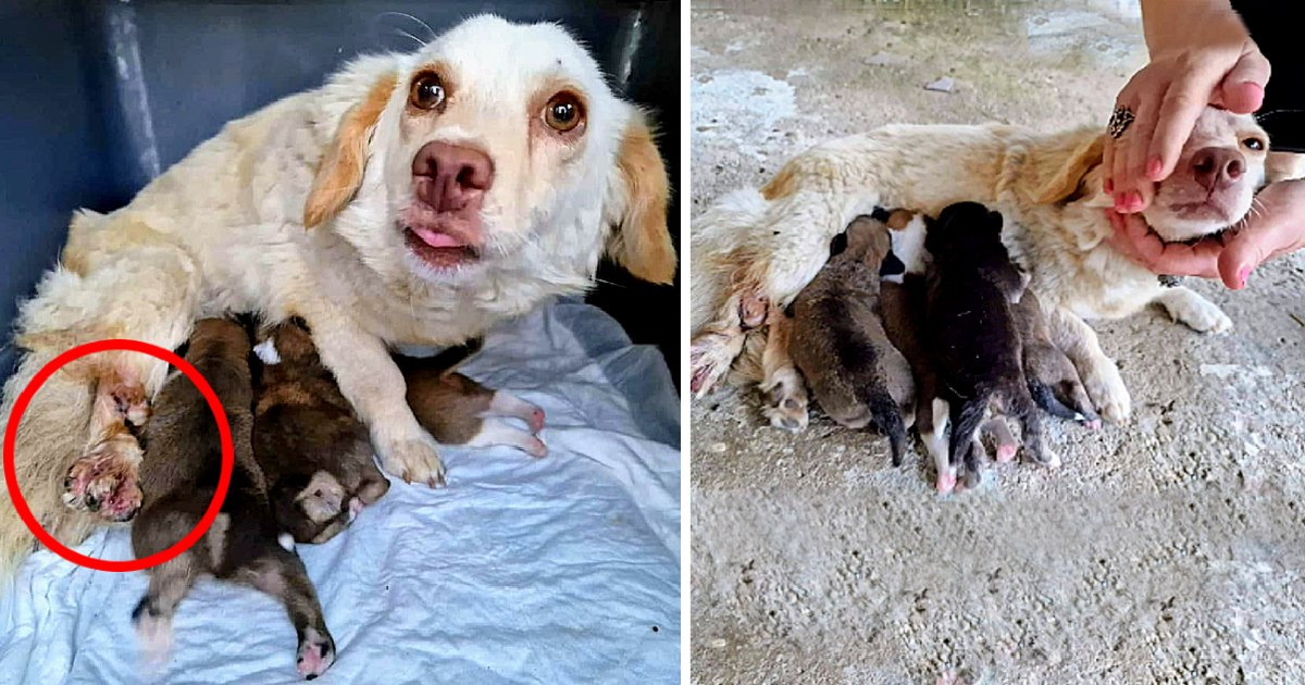 She’s Given Birth on The Concrete In Cold, Stray Mother Dog With Broken Legs Fighting To Save Her puppies - Animal Blog