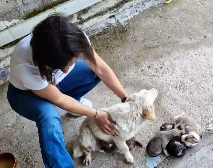 She’s Given Birth on The Concrete In Cold, Stray Mother Dog With Broken Legs Fighting To Save Her puppies - Animal Blog