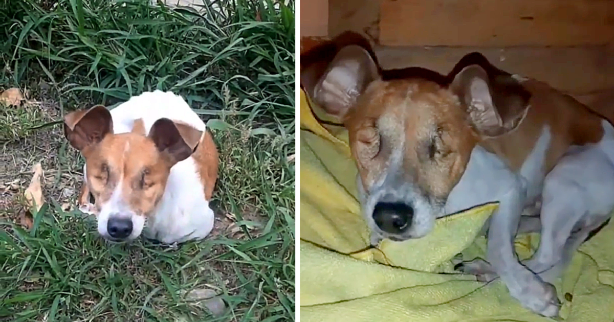 A blind, malnourished dog, left in the woods in a bush is pleading for life. – AmazingUnitedState.Com