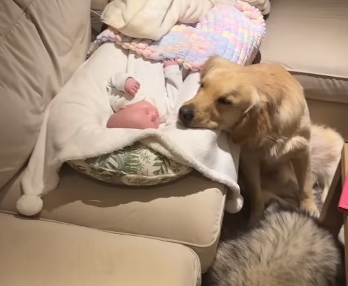 Golden retriever falls in love with newborn baby and won’t leave his side - Animal Blog