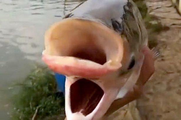 The Rare ‘Chernobyl Fish’: An Astonishing Two-Headed Creature Found in a Lake