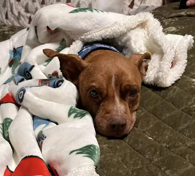 Elderly Dog Found Curled Up Outside During Blizzard Gets A Christmas Miracle - Animal Blog