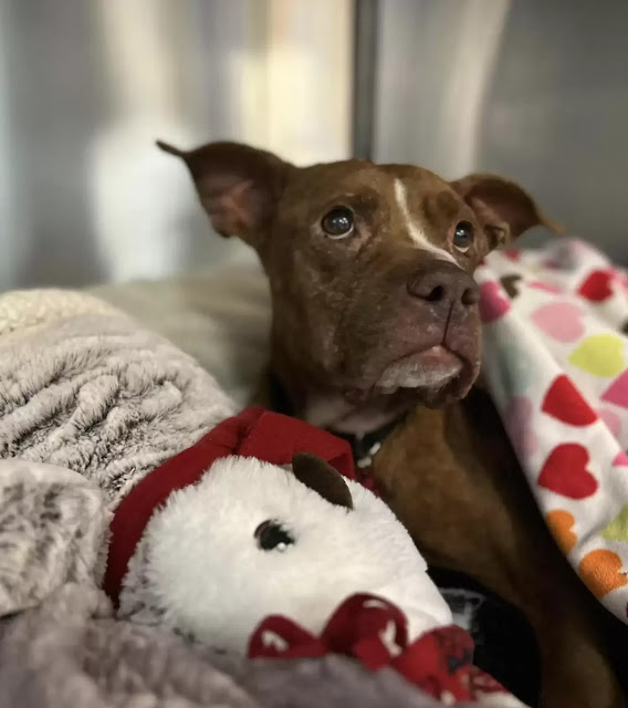 Poor old dog found curled up outside in a blizzard - amazingtoday.net