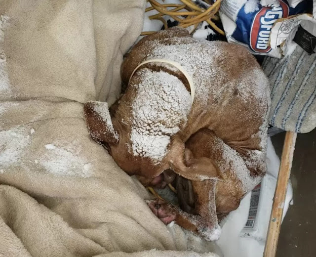 Poor old dog found curled up outside in a blizzard - amazingtoday.net