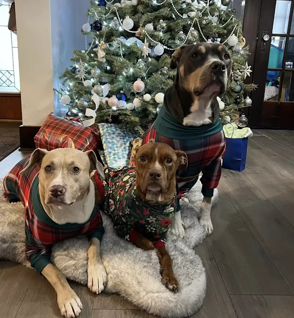 Elderly Dog Found Curled Up Outside During Blizzard Gets A Christmas Miracle - Animal Blog