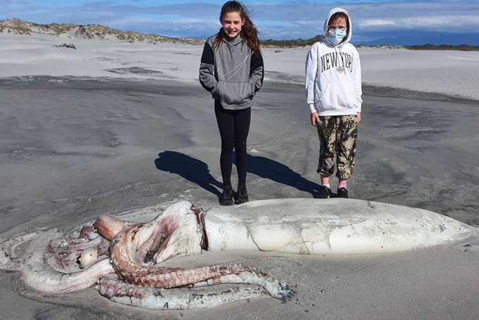 A group of tourists were surprised when they discovered a 4m-long “giant” squid monster washed up on a New Zealand beach – thepressagge.com