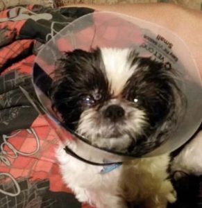 Vet Euthanizes Dog By Mistake Now She Fights To Survive Against All Odds