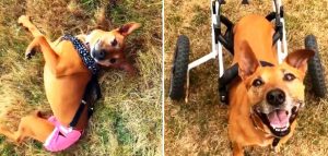 Tears Flew When They Found 3-Legged Dog Who Was Used As Bait Dog And Then Got Dumped