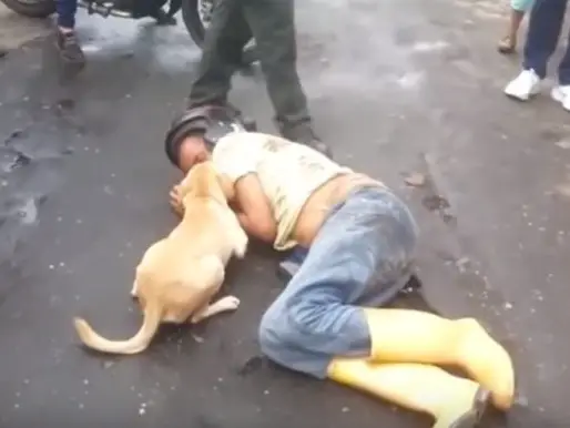 The Brave Dog Willingly Protected His Owner and was Willing to Do Anything to Safeguard His Master. – AmazingUnitedState.Com