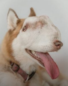 A woman adopts a husky with a tumor that has completely taken up her nasal cavity and face. – AmazingUnitedState.Com