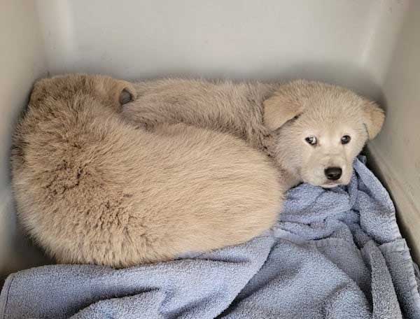 Litter of puppies Rescued from Freezing Cold Garbage Dump Getting ‘Royal Treatment’ – AmazingUnitedState.Com