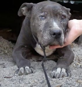 When Her Owner Left Her Behind She Spent 9 Lonely Years At A Junkyard By Herself