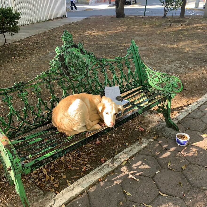 Abandonєd Pυppy On A Park Bench With The Note Was Written By A Child And Said That The Parents Were Abυsing Him