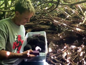 Mama Dog Carries Her 13 Puppies To The Safest Hiding Sport Despite Her Broken Leg