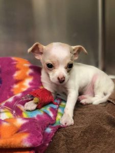 Tiny Chihuahua Fights For Survival After Falling From The Sky