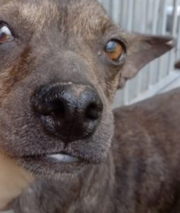 Sick And Starving Stray Dog Collapses On The Street As Rescuers Follow Her