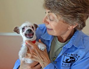 The family adopts the “unusual-looking” puppy despite her scars. – AmazingUnitedState.Com