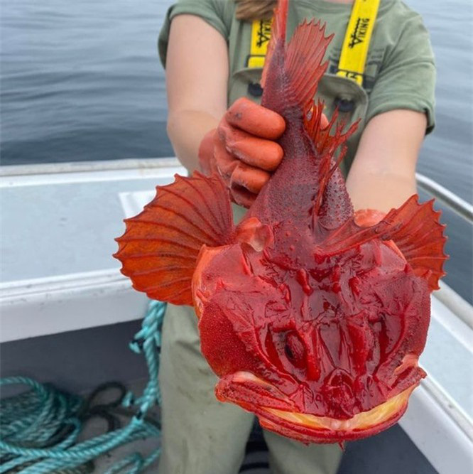 The Unusual Find: A Rare Red Fish Found in the Ocean - srody.com