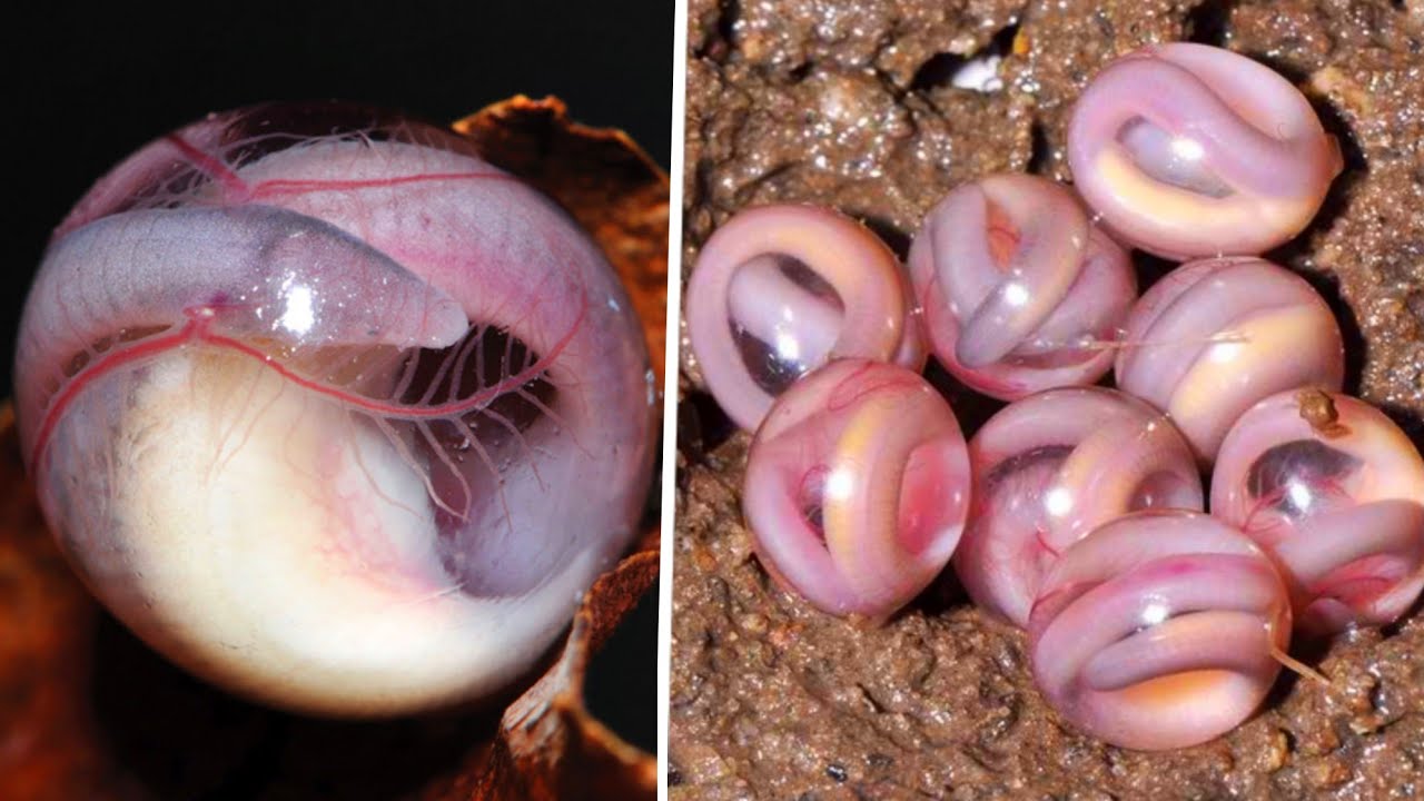 After getting a closer look at some peculiar snake eggs, viewers are left speechless. - srody.com