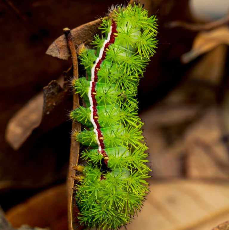 Be Amazed at the Splendour of Unusual Insects Discovered Across the Globe. – AmazingUnitedState.Com