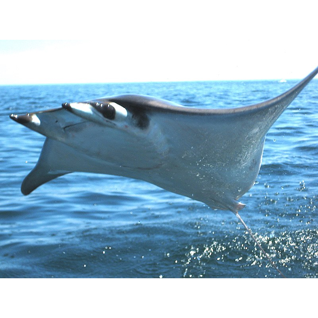 The largest rays in the world, known as "manta rays," have wingspan that can reach 29 feet.