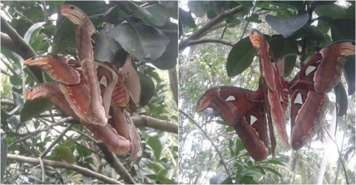People panic when they see the Butterfly with Snake heads on the tree (Video) - TheDailyWorld.NET