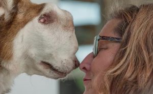 A woman adopts a husky with a tumor that has completely taken up her nasal cavity and face. – AmazingUnitedState.Com