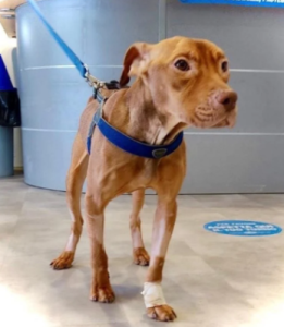 Puppy Doesn't Quit Fighting Even After Being Abandoned In A Suitcase In The Middle Of Nowhere