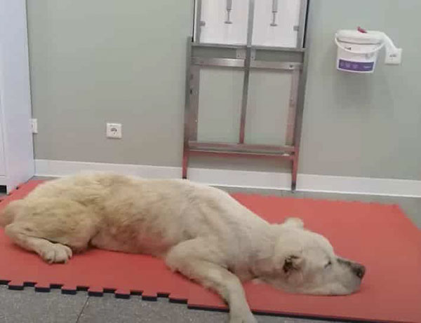 Senior Dog Cried In Appreciation After Being Abandoned in the Heat For 3 Weeks Unable To Walk – AmazingUnitedState.Com