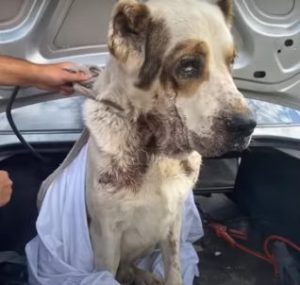 An elderly dog whose owner had abandoned it is finally saved. – AmazingUnitedState.Com