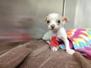 Tiny Chihuahua Fights For Survival After Falling From The Sky