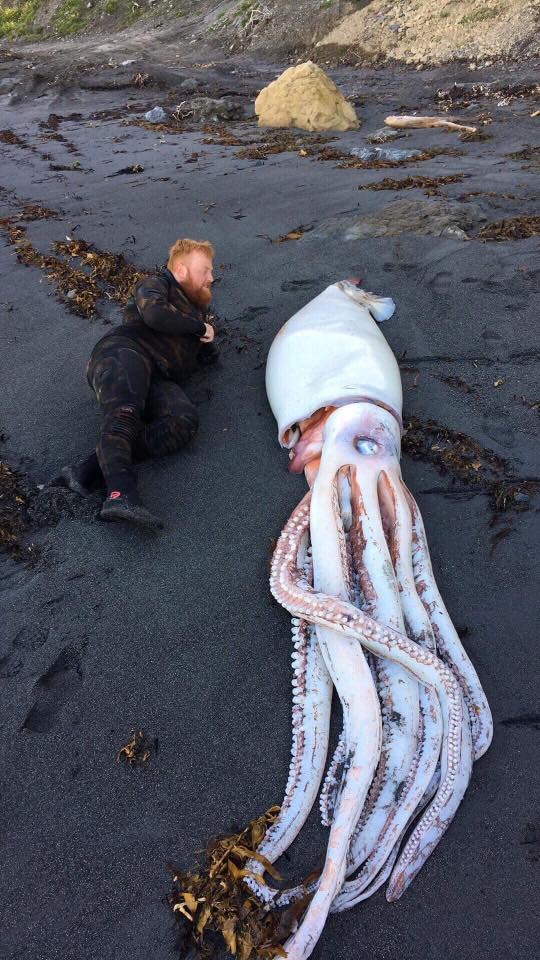 A group of tourists were surprised when they discovered a 4m-long “giant” squid monster washed up on a New Zealand beach – thepressagge.com