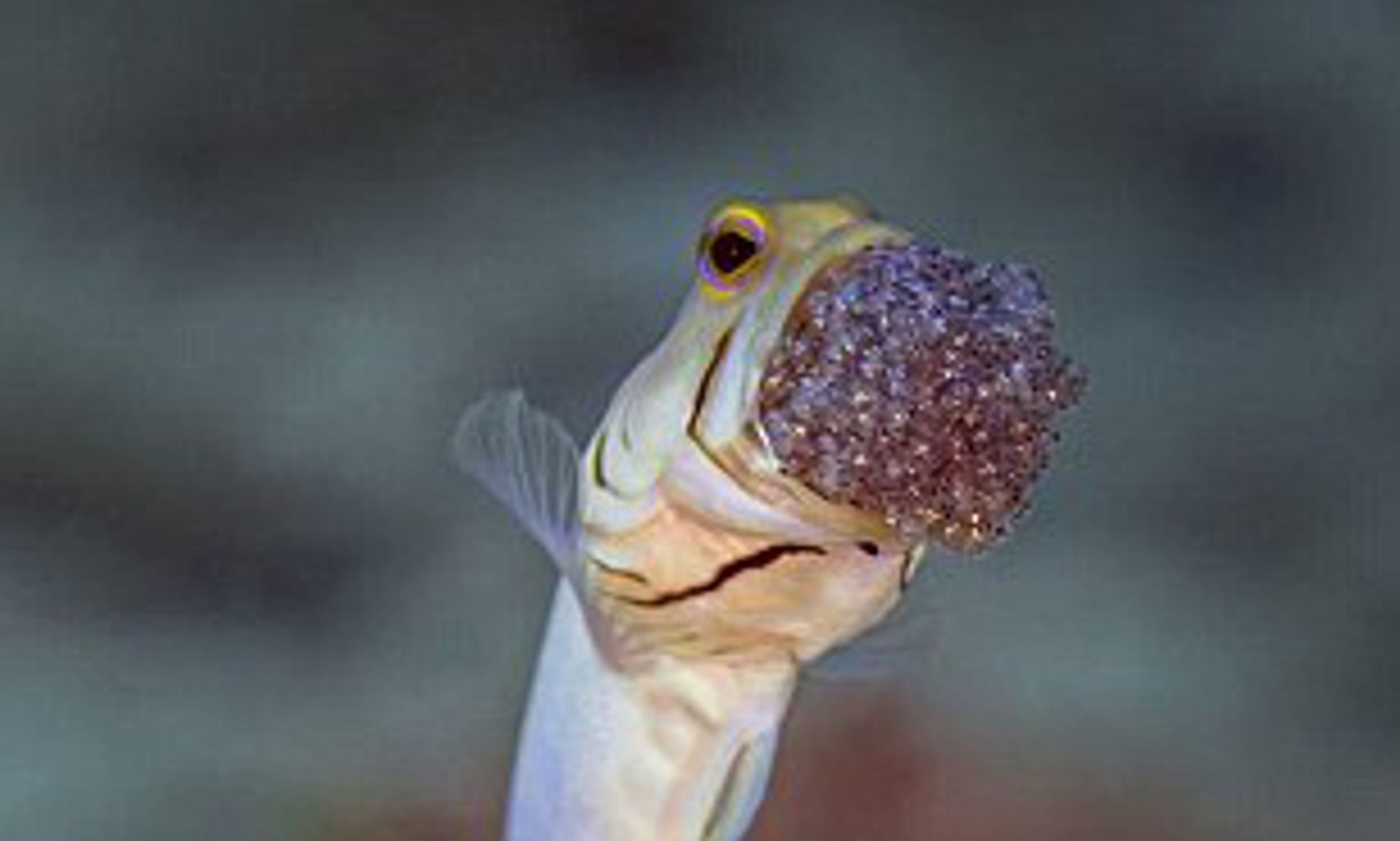 Dad of the Year: Male Yellow-Headed Jawfish Caught on Camera Mouthbrooding His Offspring in the Caribbean