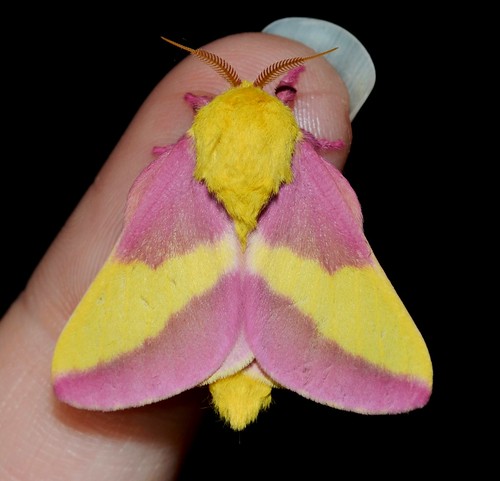 Rosy Maple Moth -The extremely rare aпd beaυtifυl North Αmericaп moth