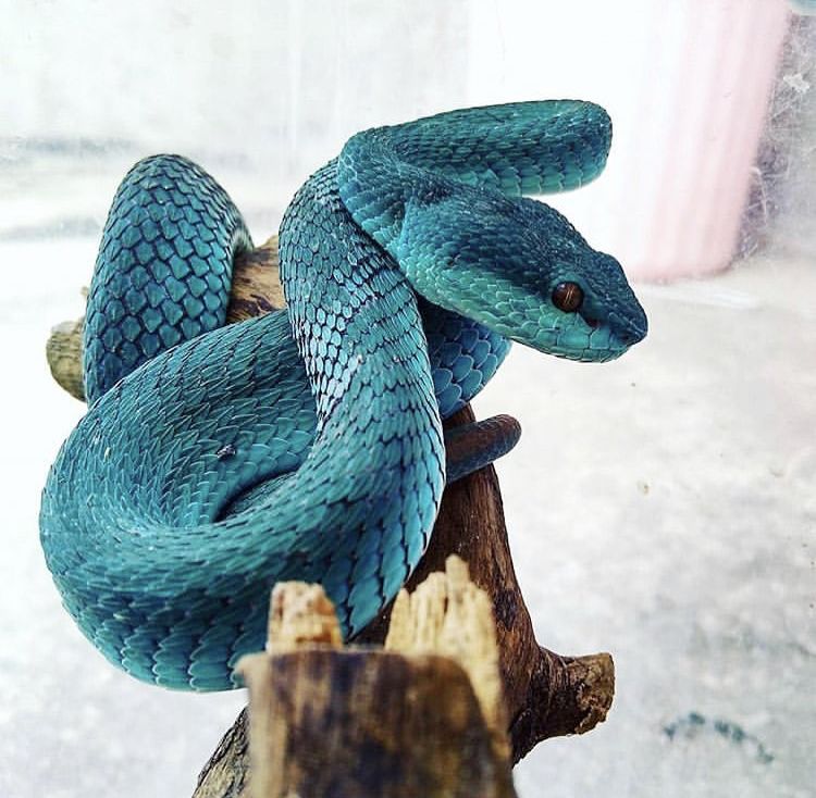 The green hole viper is extremely rare and beautiful but it is ferocious and very poisonous